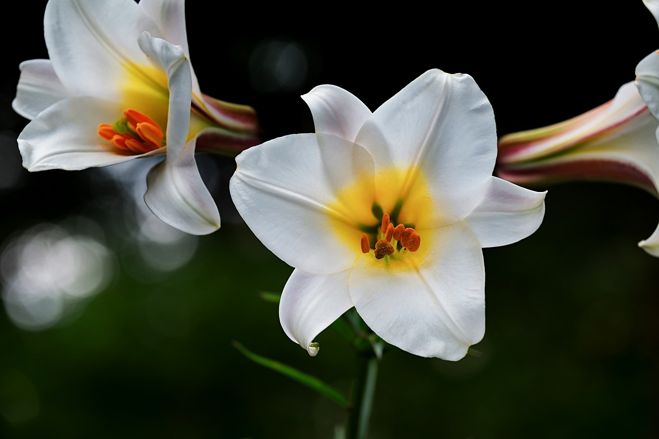 Beginning with Botanical Drawing: A Step-by-Step Guide